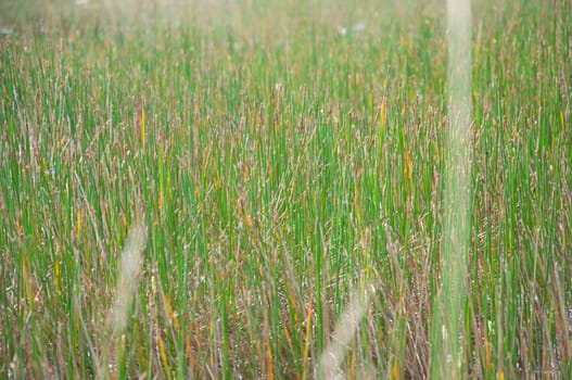 a picture of beautiful grass texture background