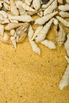 Cockleshells of sea mollusks on a sand background. Background for graphic design use.