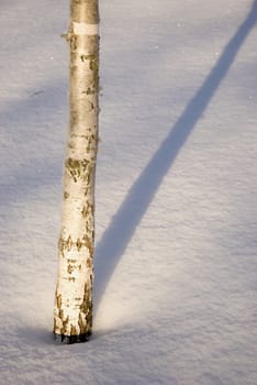 Fragment of small birch trunk beautifully sunlighted. Winter beauty.