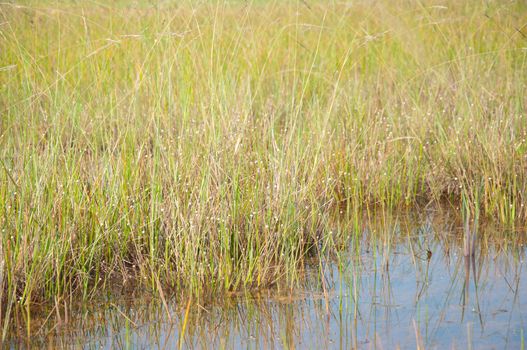 a picture of beautiful grass texture background