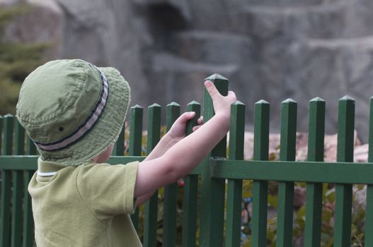 A young boy stands on his tippy toes to look over a metal fence at the Denver Zoo.