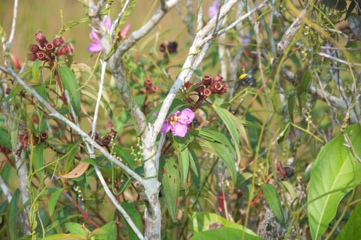 a picture of beautiful plants and garden