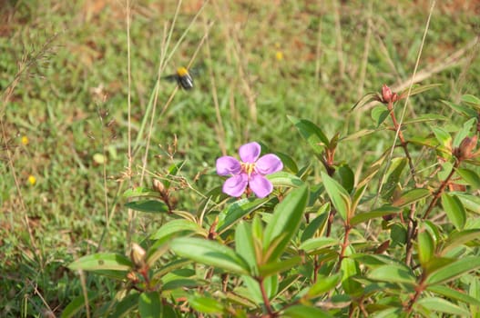 a picture of beautiful pink flower blossom