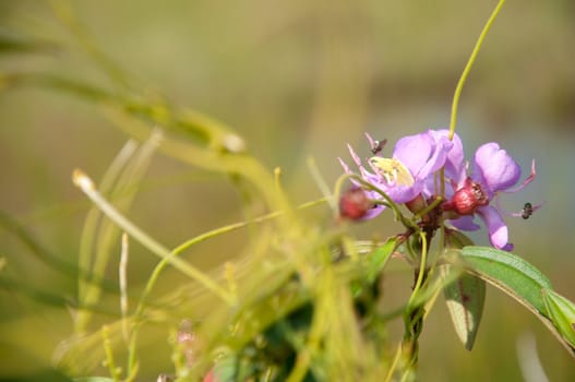 a picture of beautiful violet flower blossom