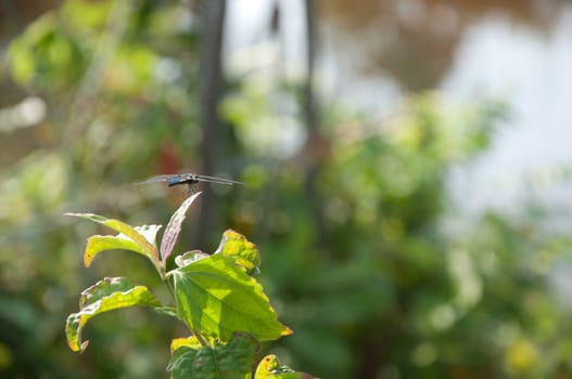 a picture of beautiful plants and garden