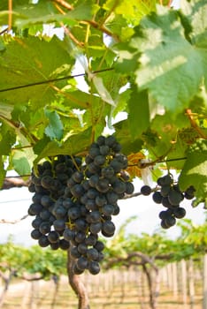 Grape fruit on tree, Vineyards