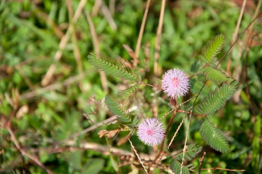 a picture of beautiful plants and garden