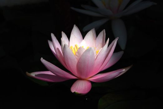 Blooming Water Lily on Blcak Background