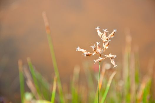 a picture of beautiful brown flower blossom