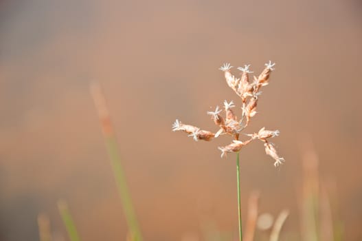 a picture of beautiful brown flower blossom