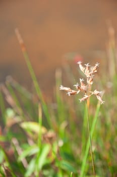 a picture of beautiful brown flower blossom