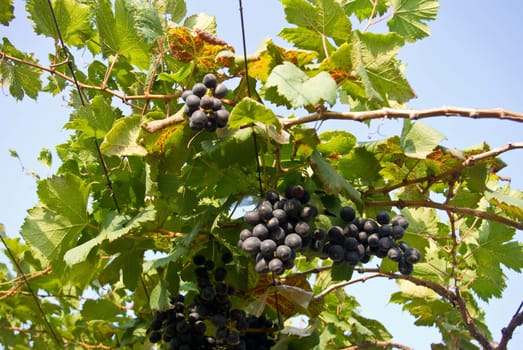 Grape fruit on tree, Vineyards