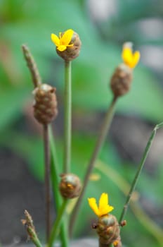 a picture of beautiful yellow flower blossom