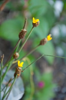 a picture of beautiful yellow flower blossom