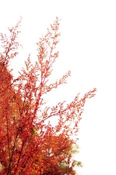 Red branches of weed in autumn over white background
