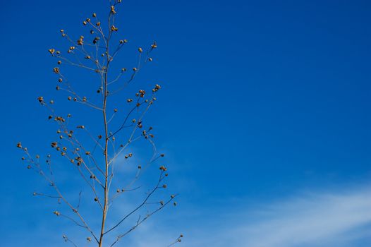 Some weed over deep blue sky