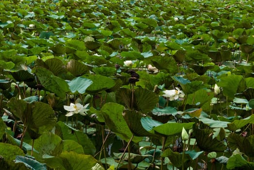 Lotus in the swamp area, Thailand