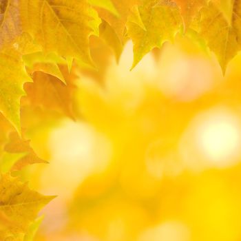 Beautiful leaves in autumn