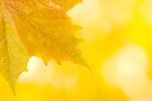 Beautiful leaves in autumn