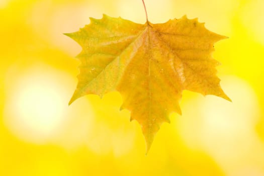 Beautiful leaves in autumn