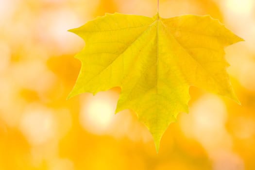 Beautiful leaves in autumn