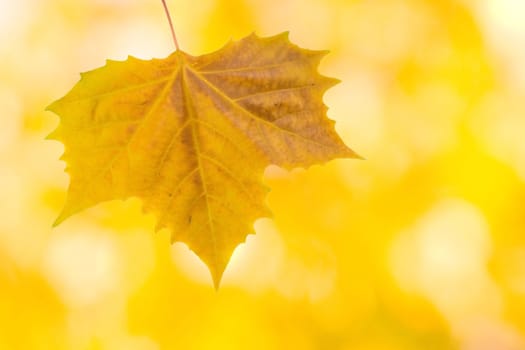 Beautiful leaves in autumn