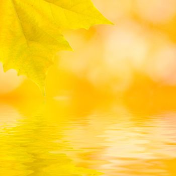 Beautiful golden leaves in autumn