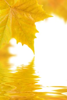 Beautiful golden leaves in autumn