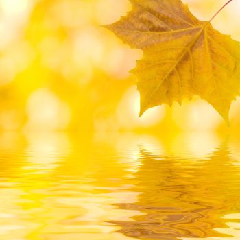 Beautiful golden leaves in autumn