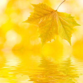 Beautiful golden leaves in autumn