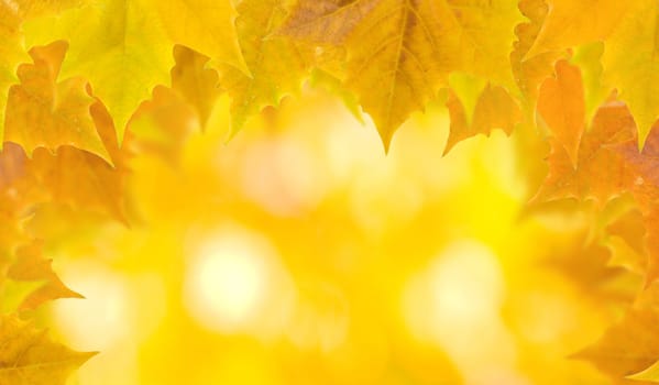 Beautiful leaves in autumn