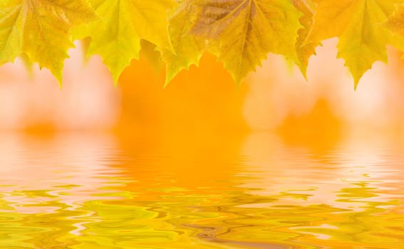 Beautiful golden leaves in autumn