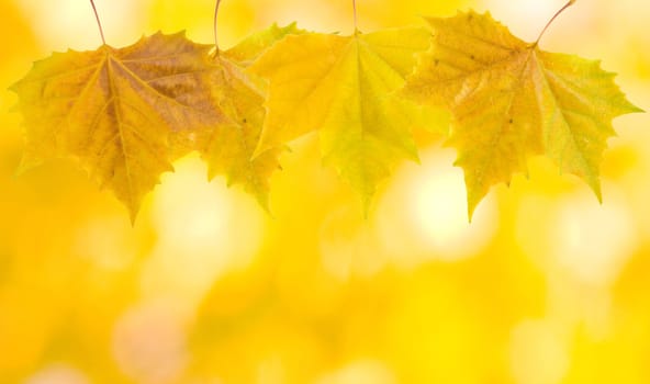 Beautiful leaves in autumn