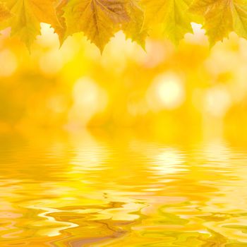 Beautiful golden leaves in autumn