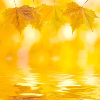 Beautiful golden leaves in autumn