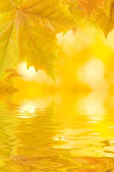 Beautiful golden leaves in autumn