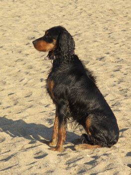a wet dog waiting sat on the beach
