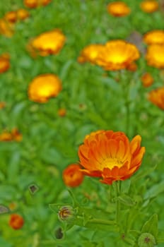 marigold flower