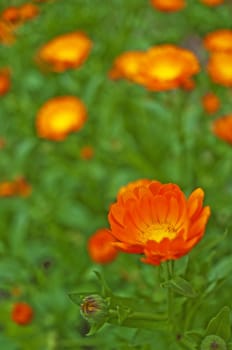 marigold flower