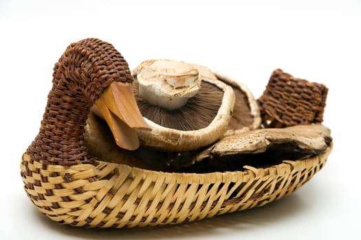 Edible mushrooms Portabello on white background