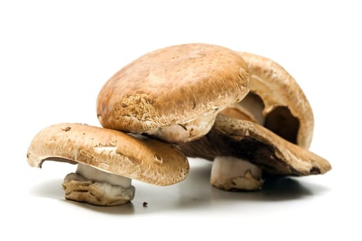 Edible mushrooms Portabello on white background