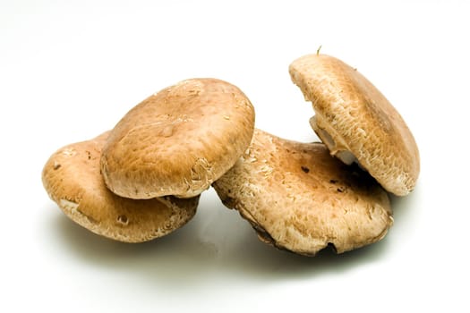 Edible mushrooms Portabello on white background