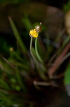 a picture of beautiful yellow flower blossom