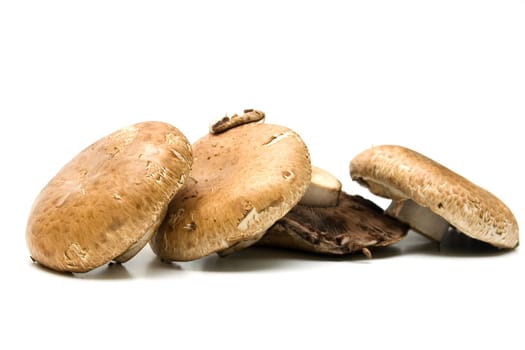 Edible mushrooms Portabello on white background