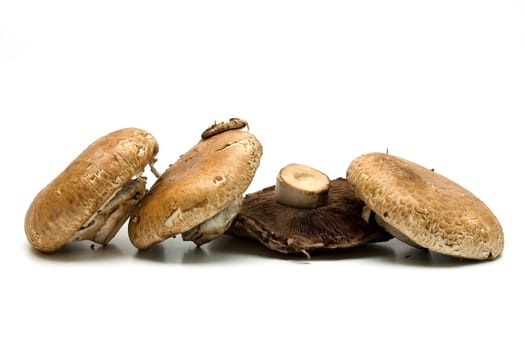 Edible mushrooms Portabello on white background