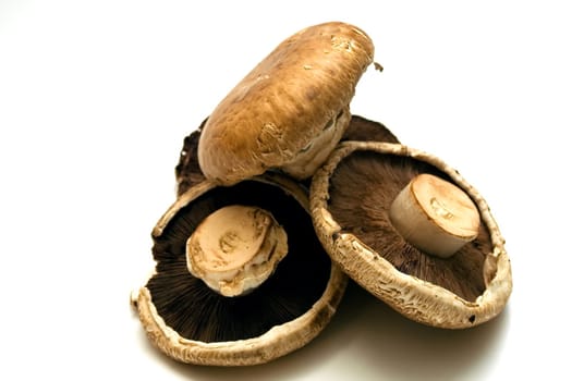 Edible mushrooms Portabello on white background