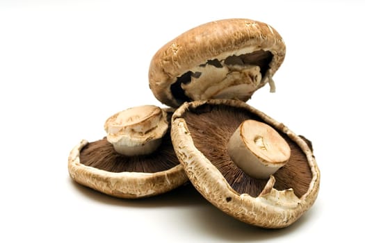 Edible mushrooms Portabello on white background