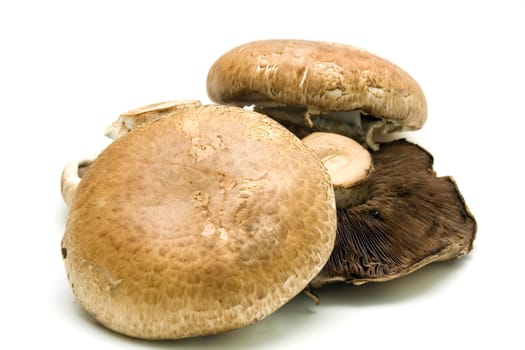 Edible mushrooms Portabello on white background