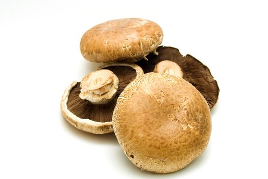 Edible mushrooms Portabello on white background