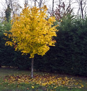 tree with colorful autumn leaves